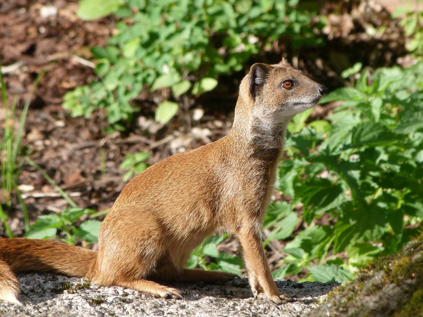 Yellow mongoose -Zoo Plzeň (2025)