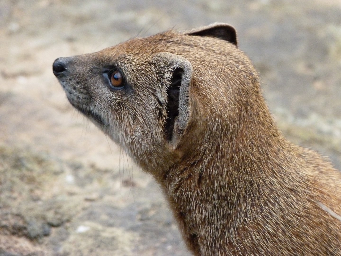 Yellow mongoose -Zoo Praha (2025)