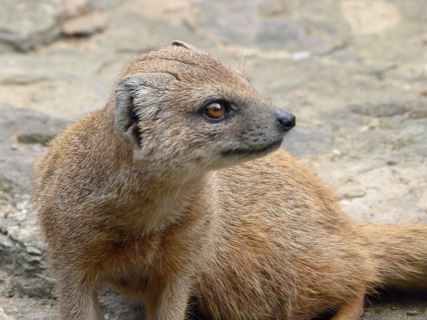 Yellow mongoose -Zoo Praha (2025)