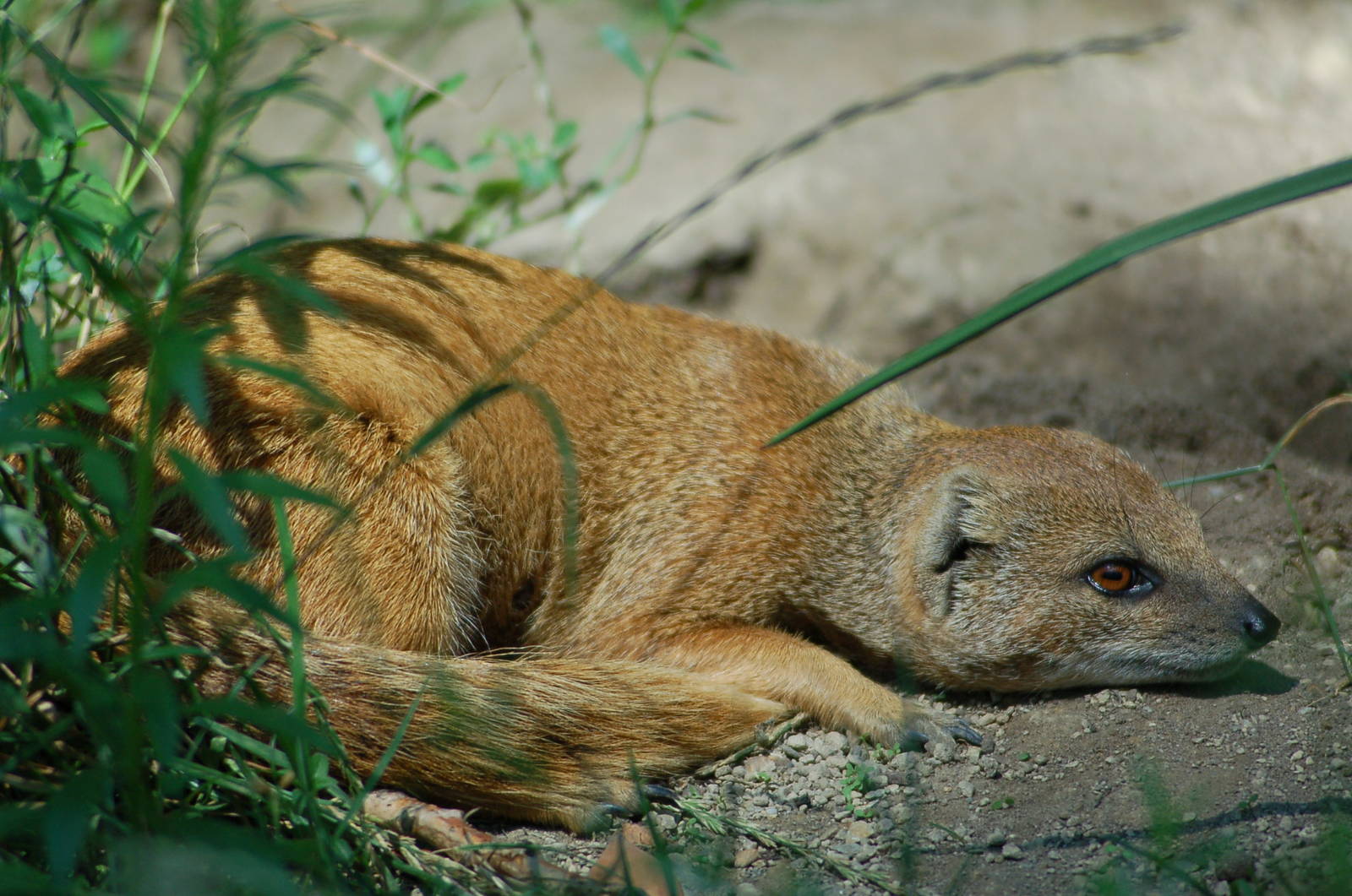 Yellow Mongoose