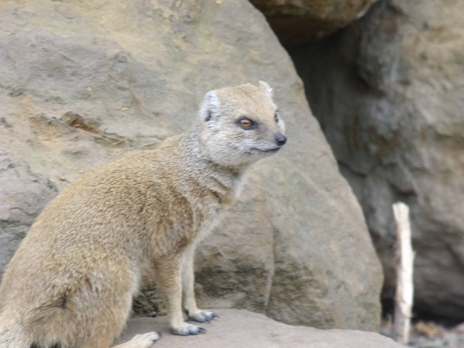 Yellow Mongoose