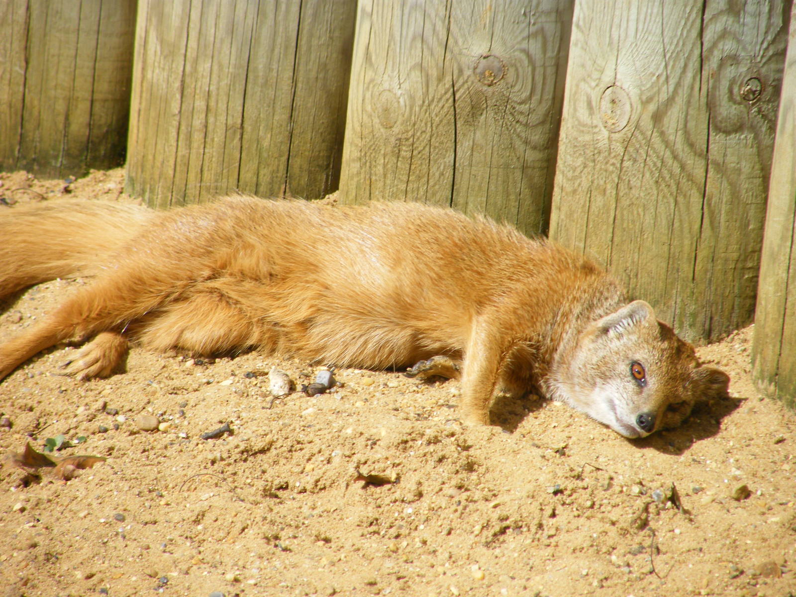Yellow Mongoose