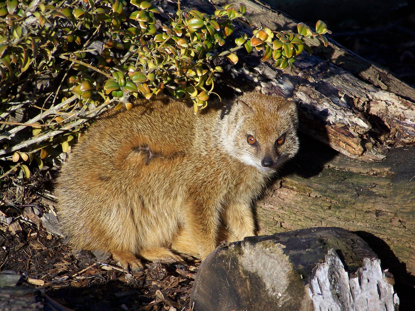 yellow mongoose