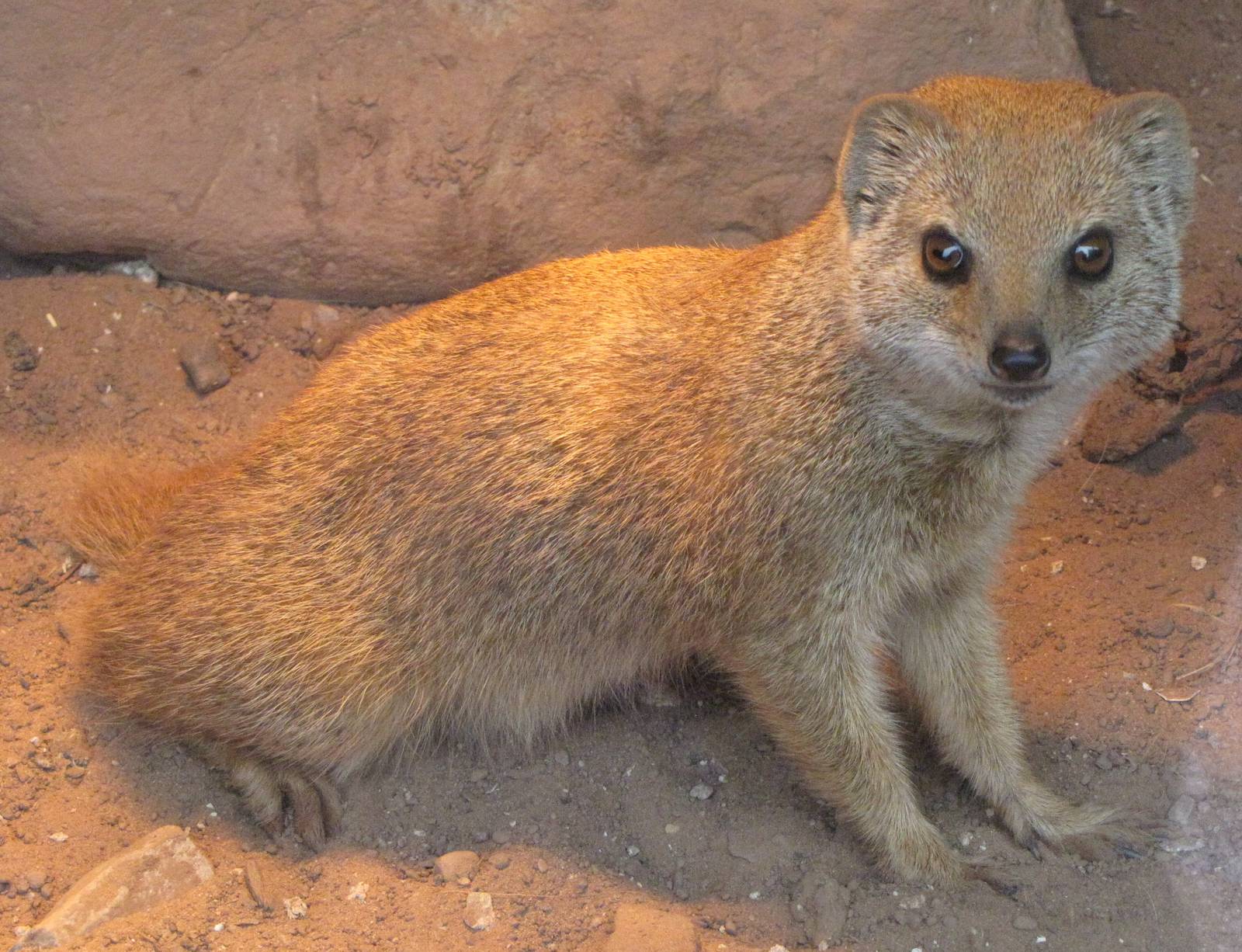 Yellow mongoose