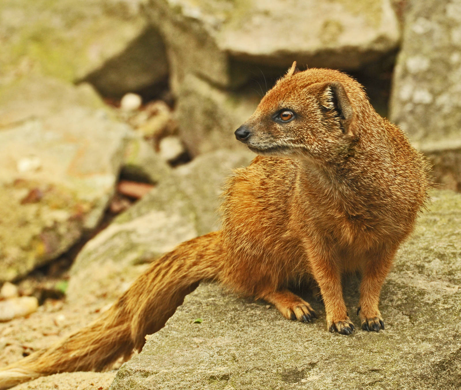 YELLOW MONGOOSE