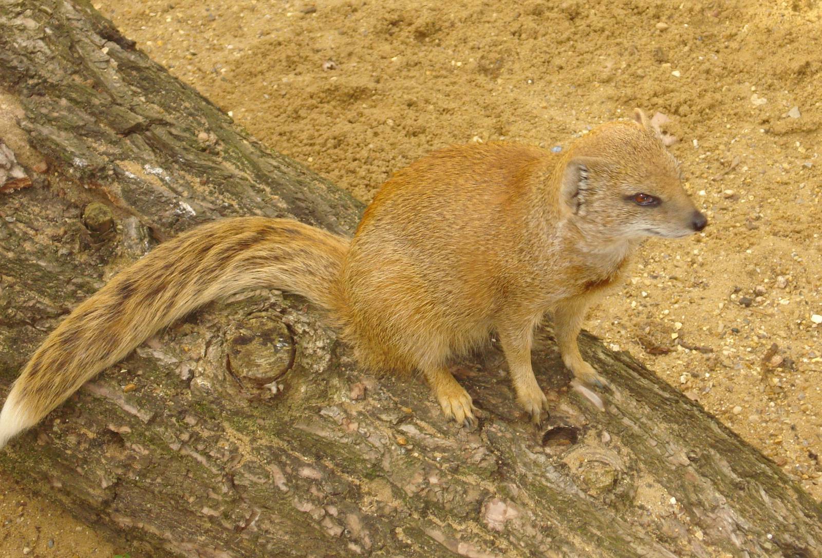 Yellow Mongoose