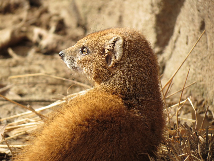 Yellow Mongoose