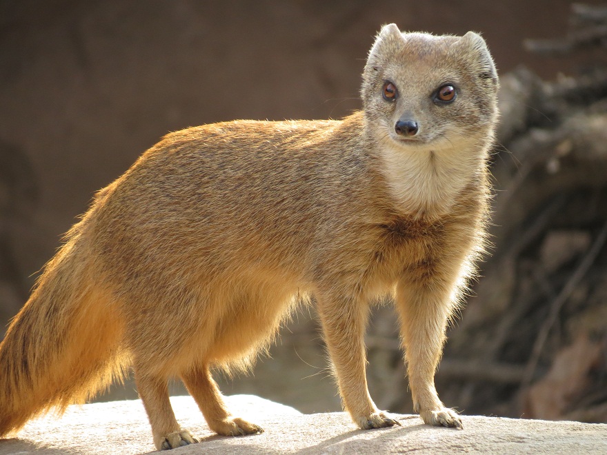 Yellow Mongoose