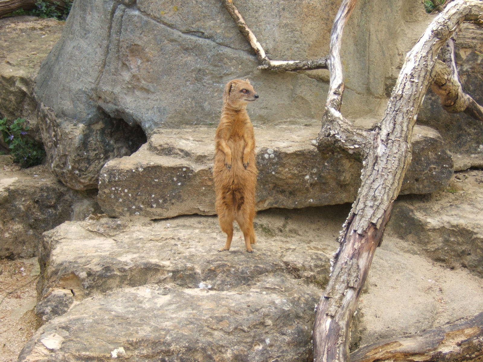 Yellow Mongoose