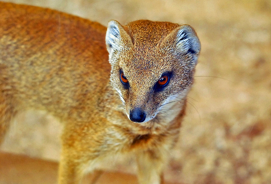 YELLOW MONGOOSE