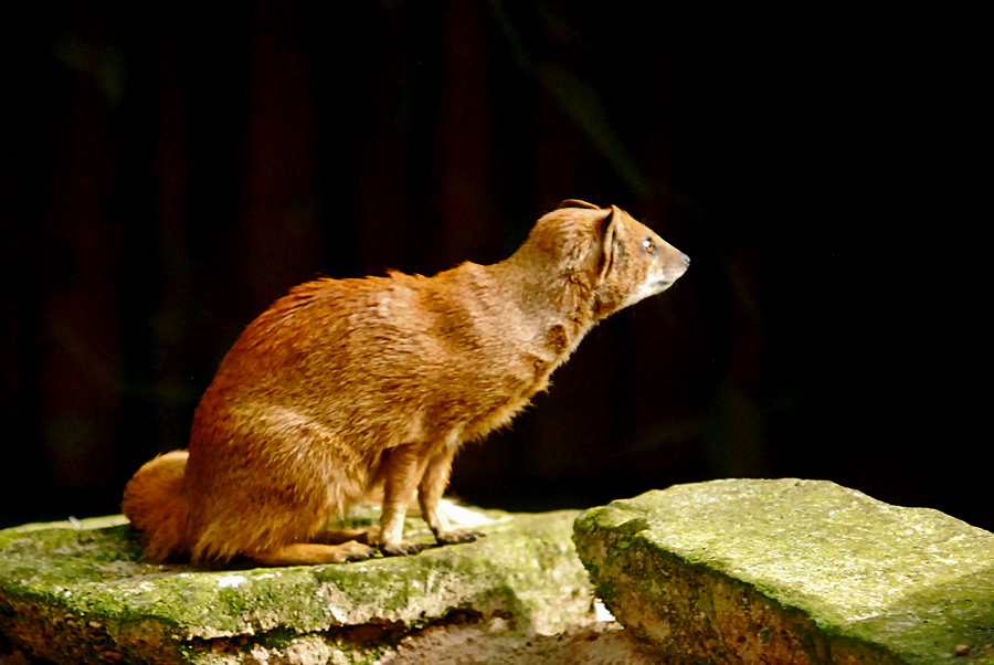 yellow mongoose