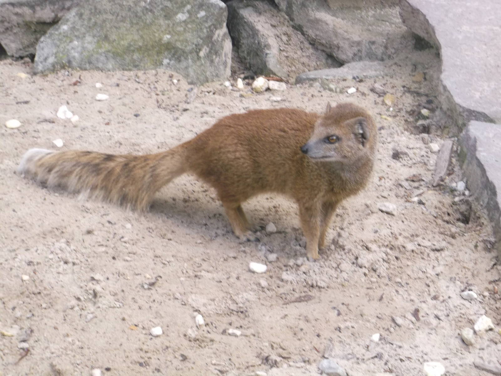 Yellow Mongoose