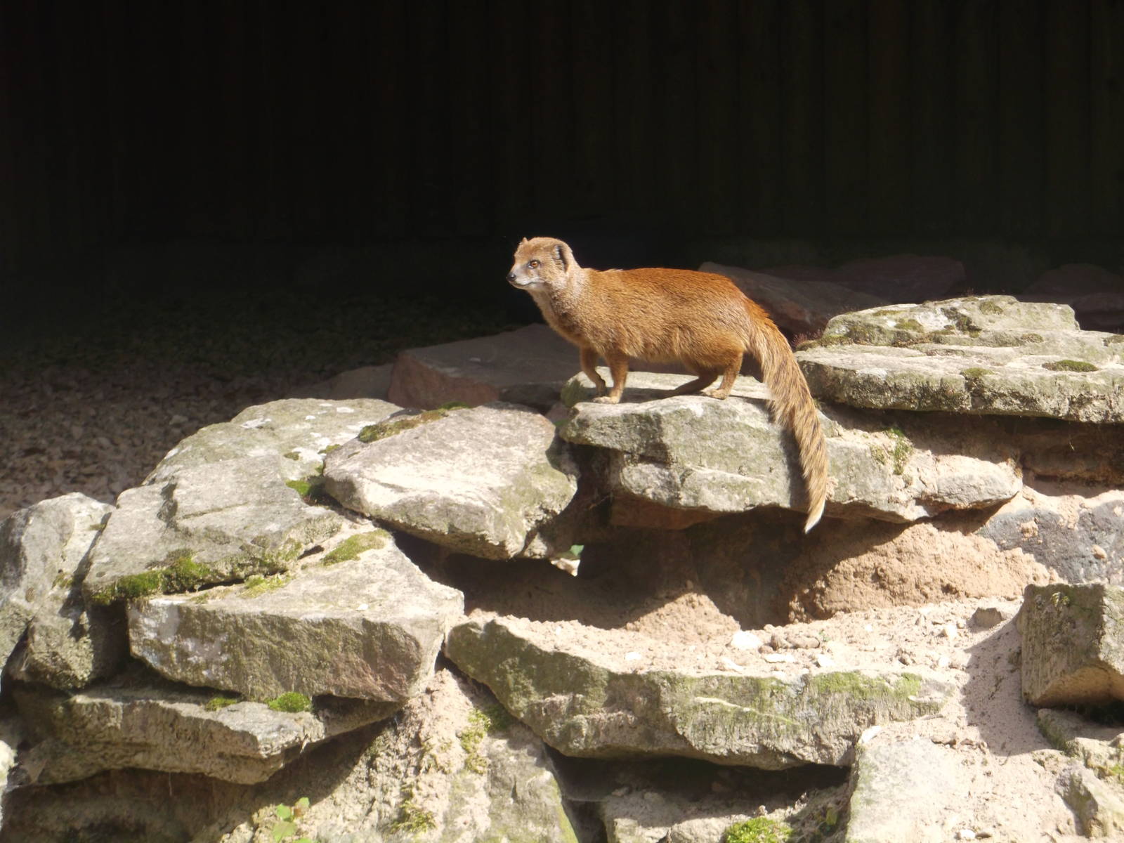 Yellow Mongoose