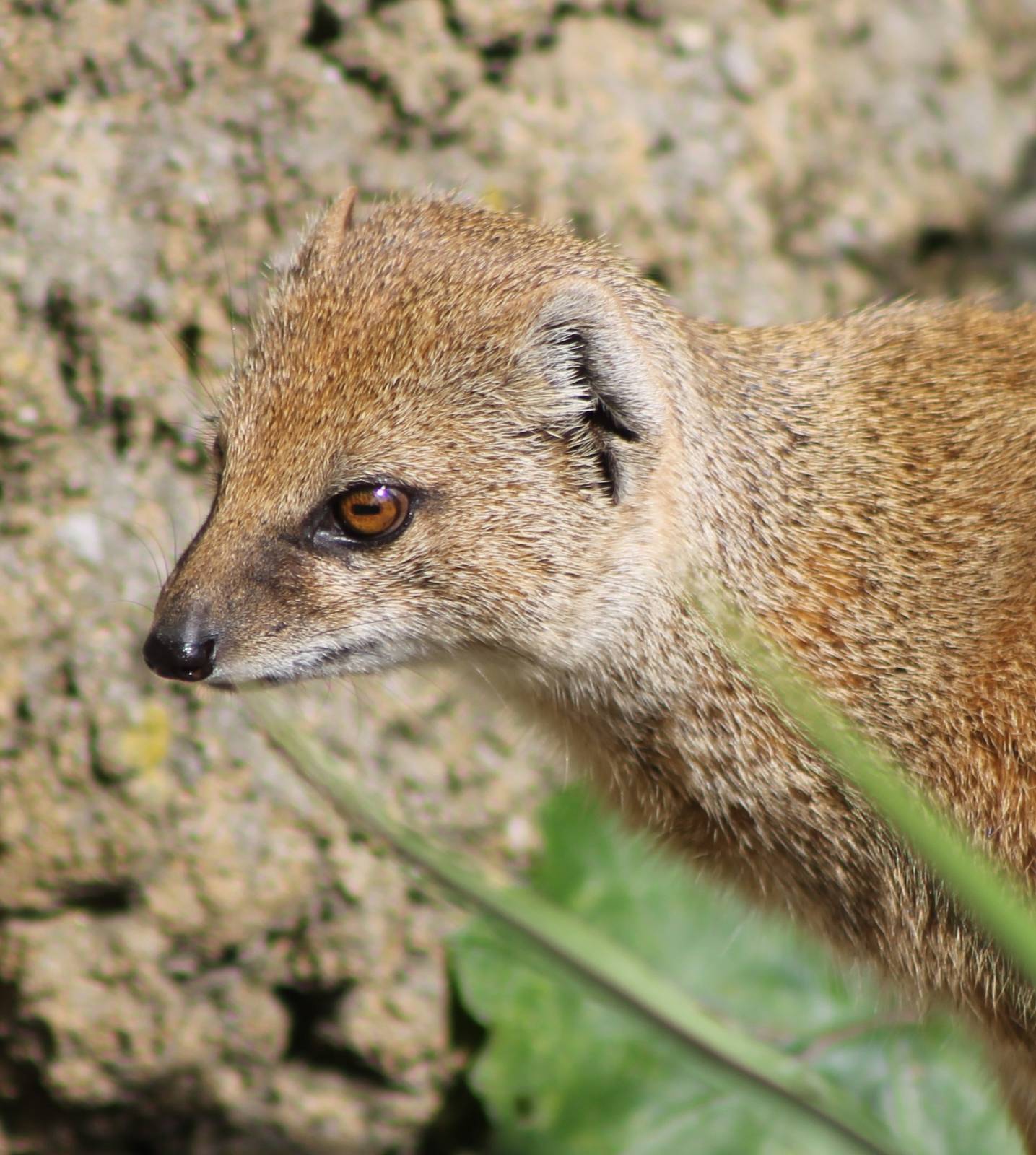 Yellow mongoose