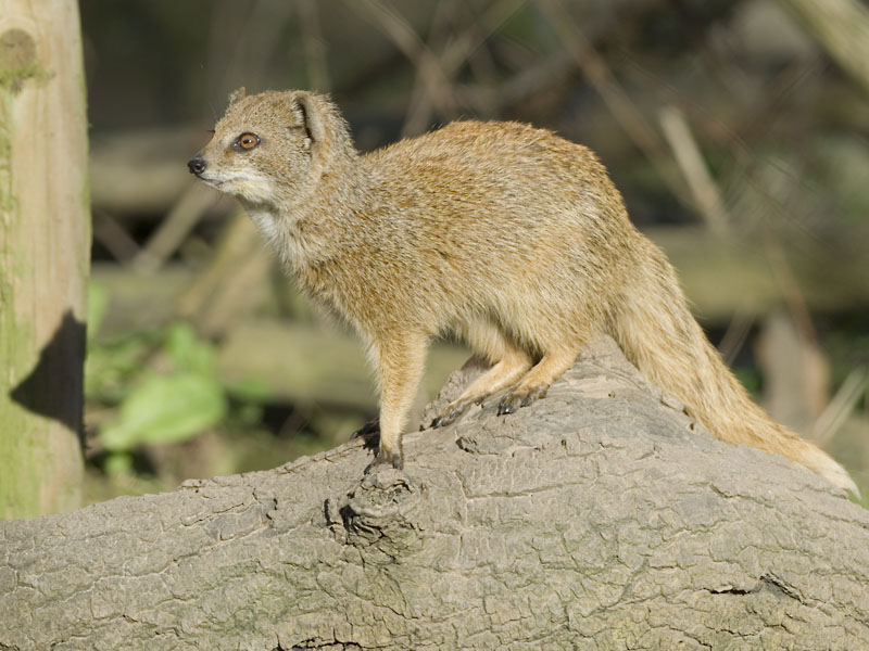 Yellow mongoose