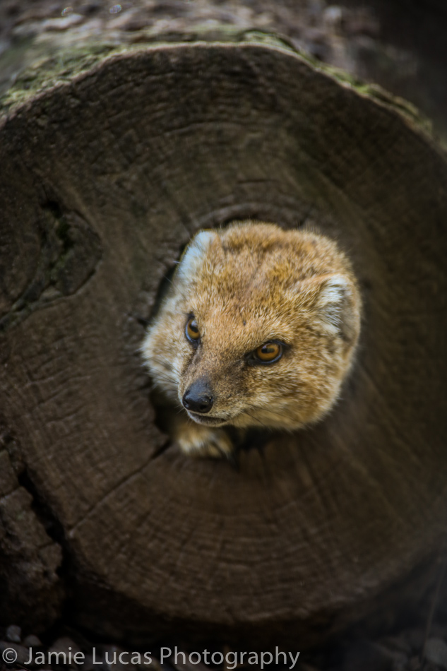 Yellow Mongoose