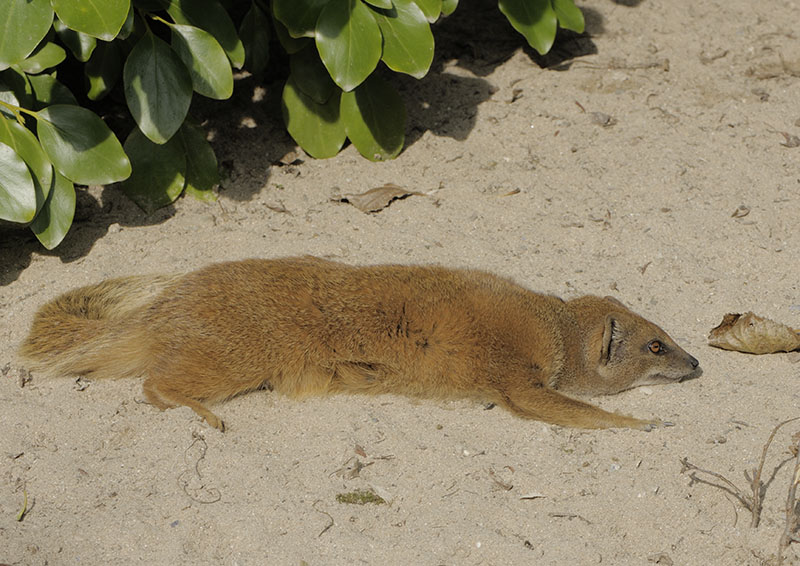 Yellow mongoose