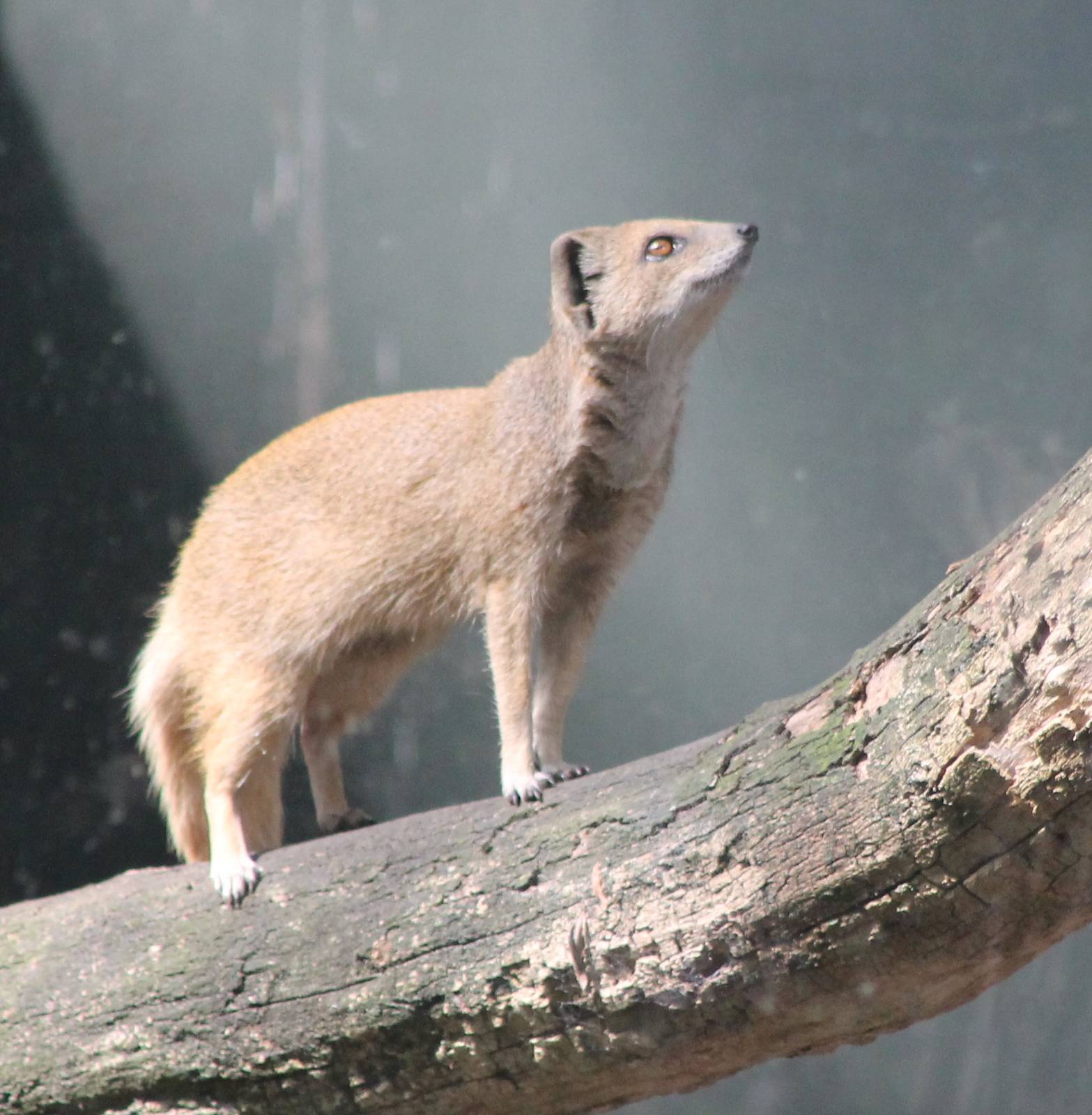 Yellow mongoose