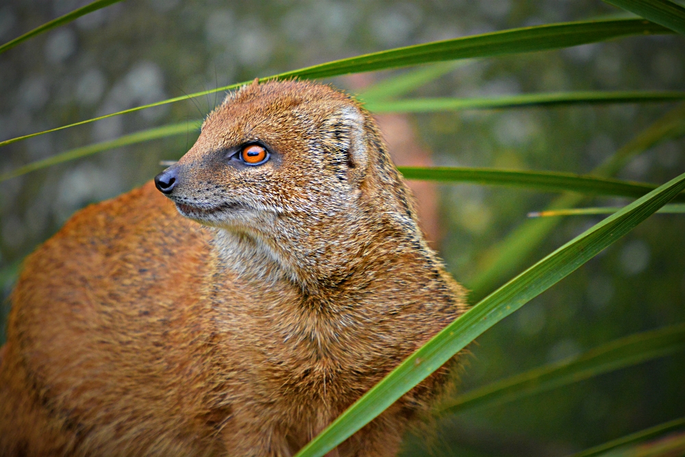 Yellow Mongoose