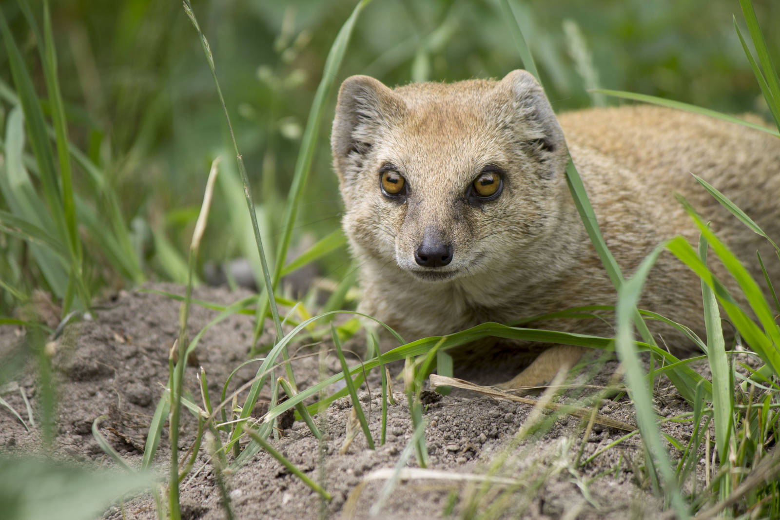 Yellow mongoose