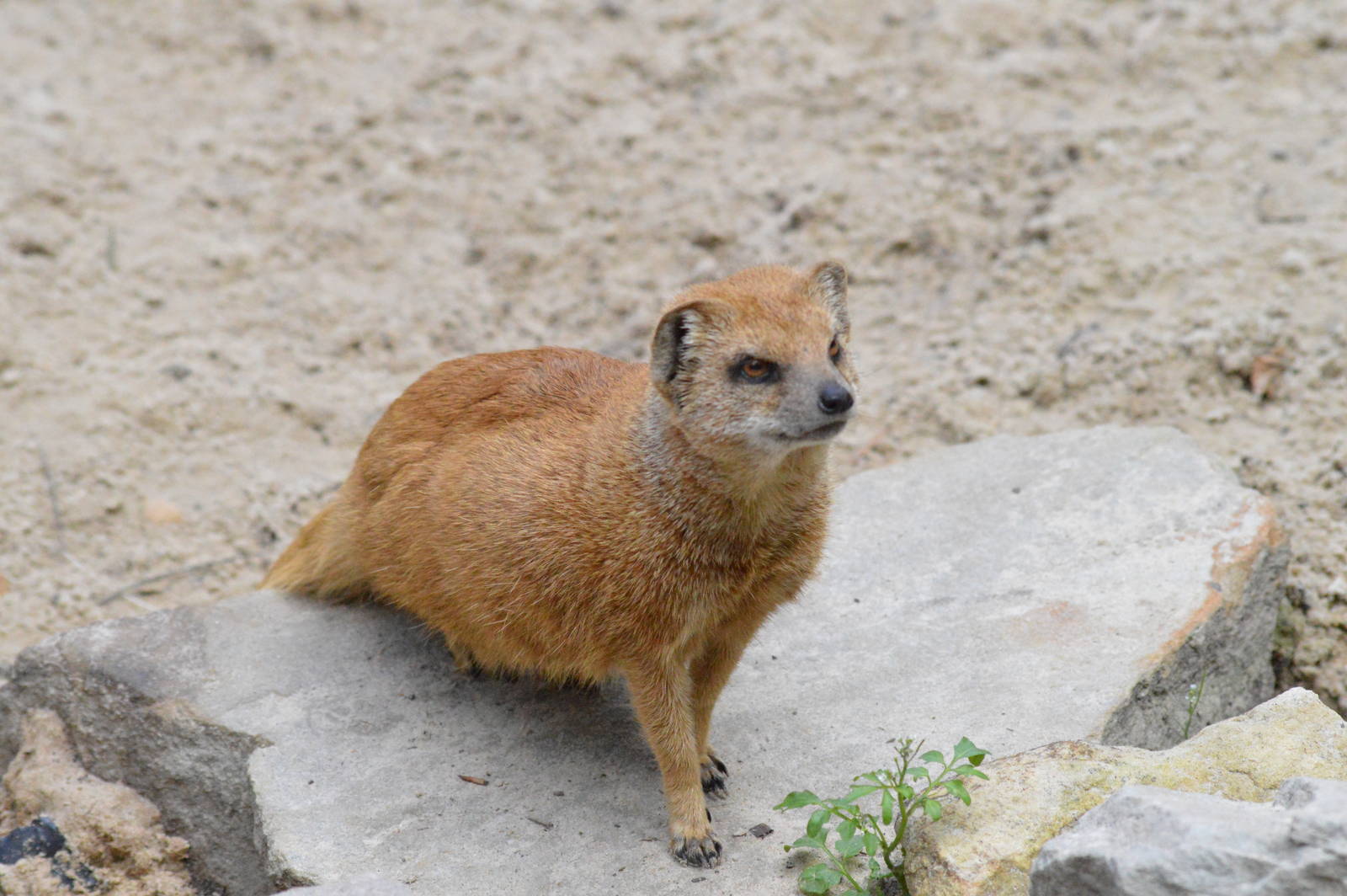 Yellow Mongoose