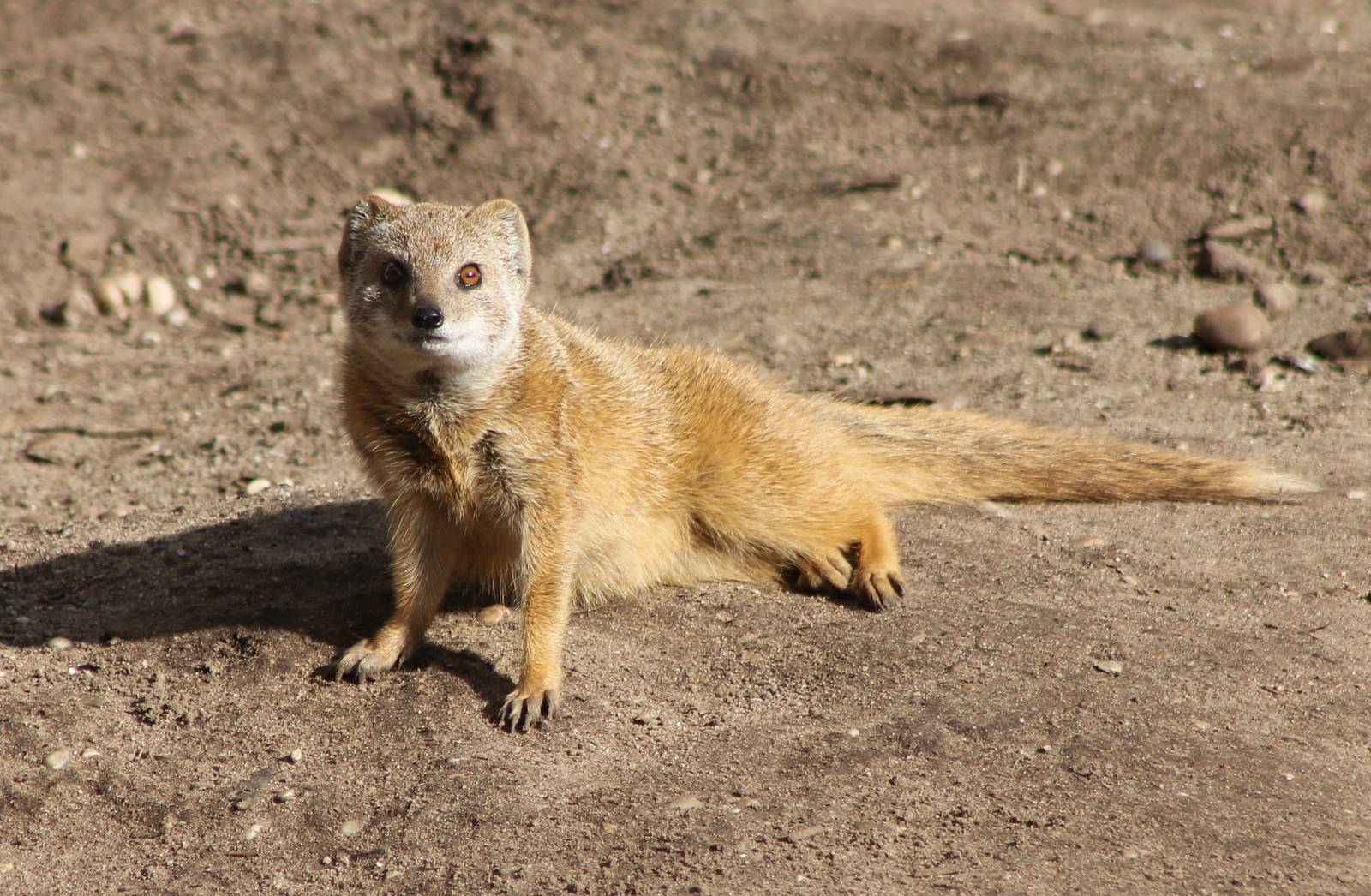 Yellow mongoose