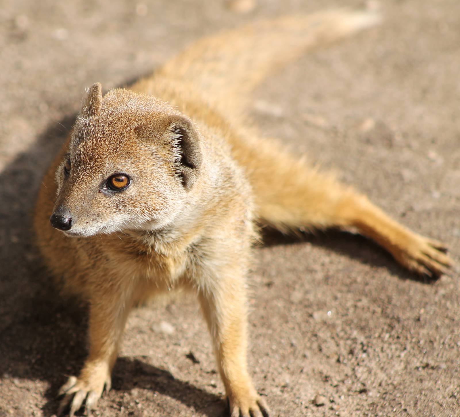 Yellow mongoose