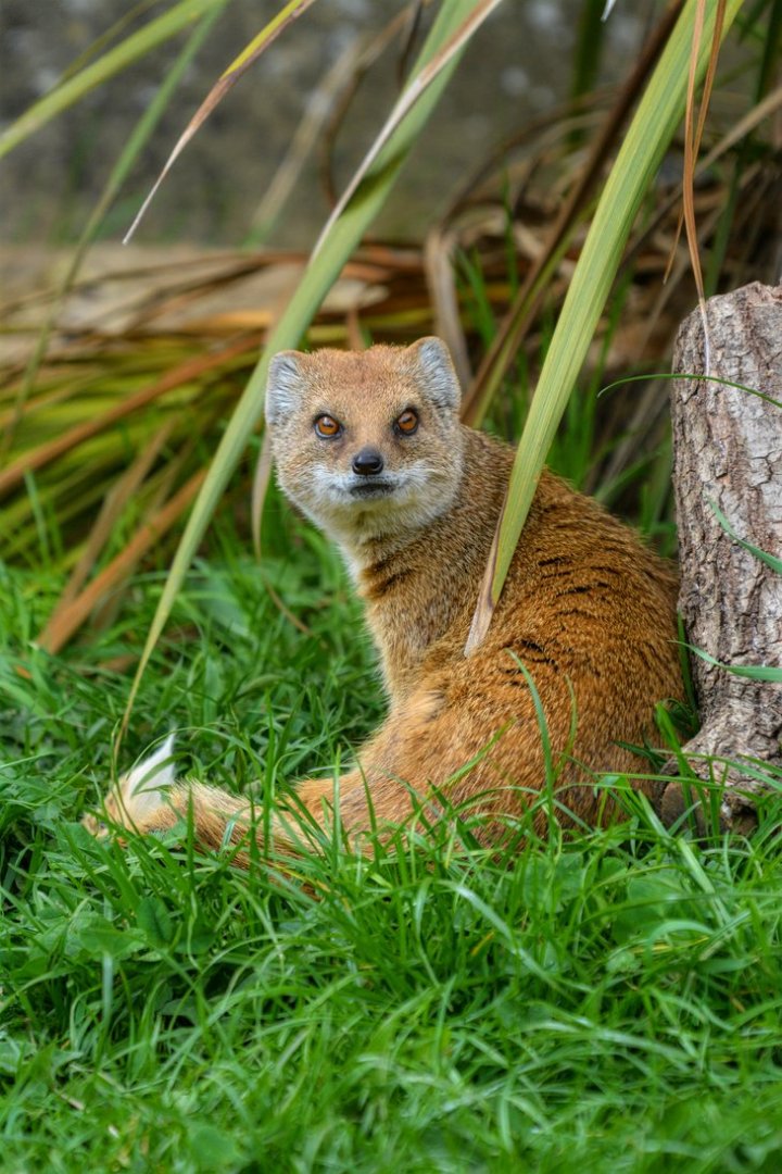 Yellow Mongoose
