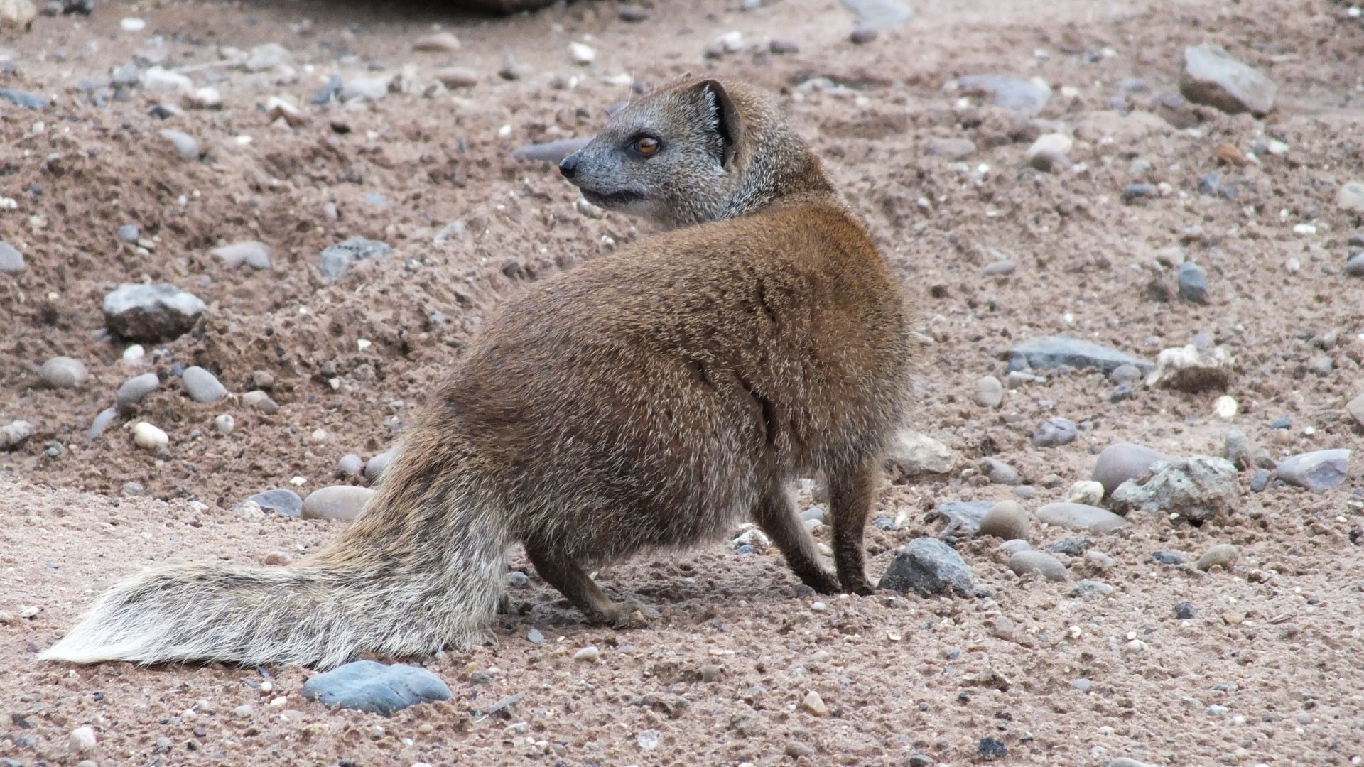 Yellow Mongoose