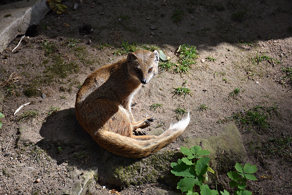 Yellow mongoose