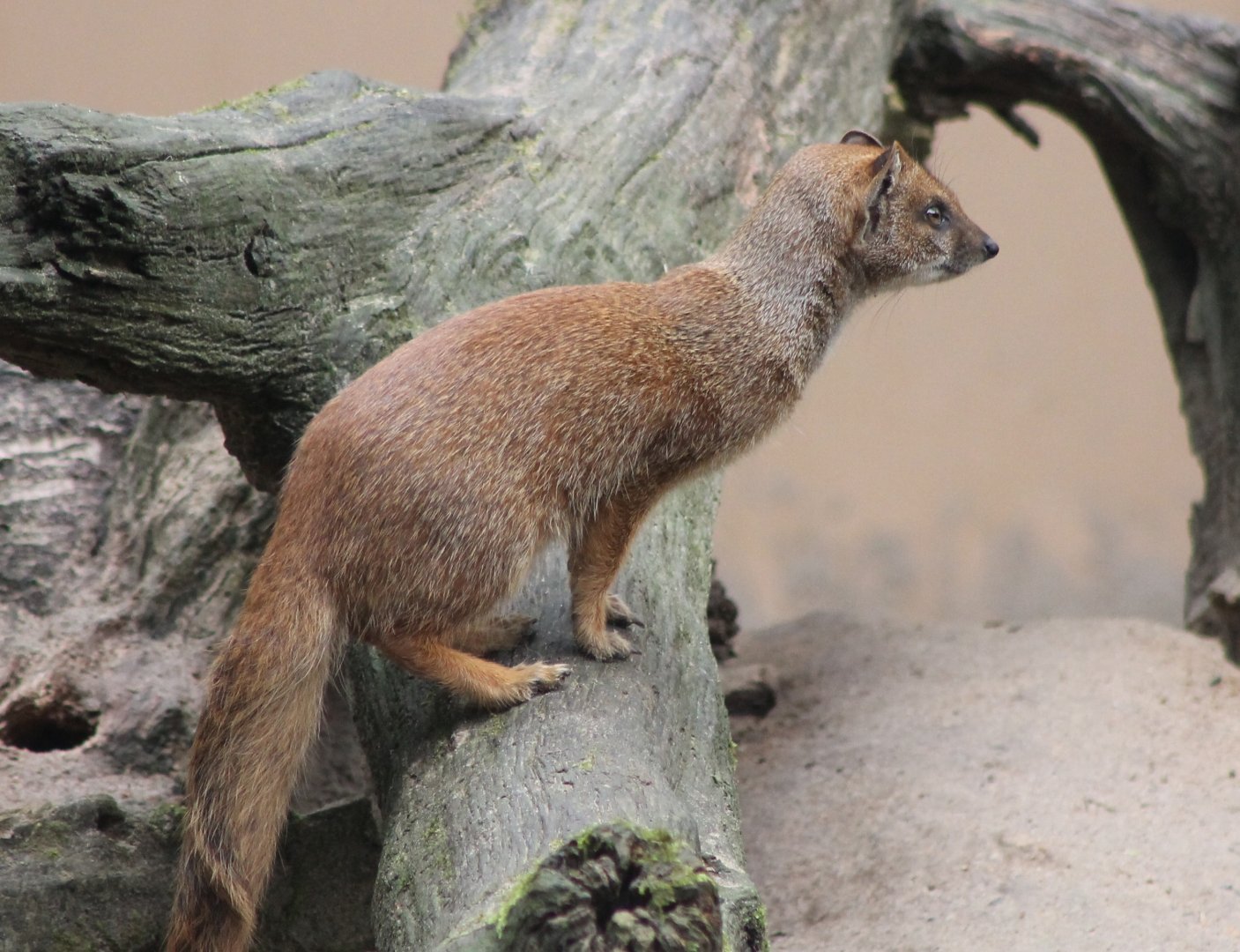 Yellow mongoose