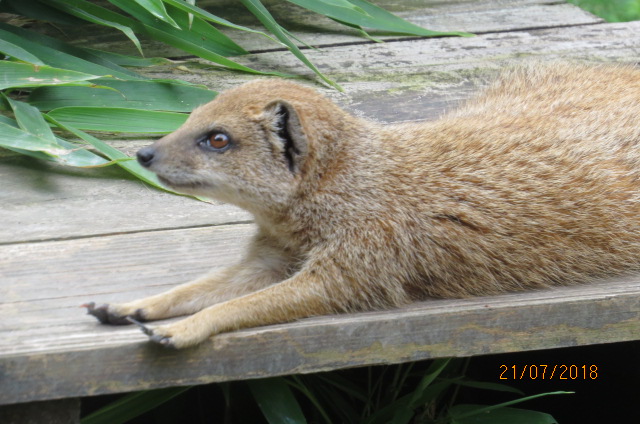 Yellow Mongoose