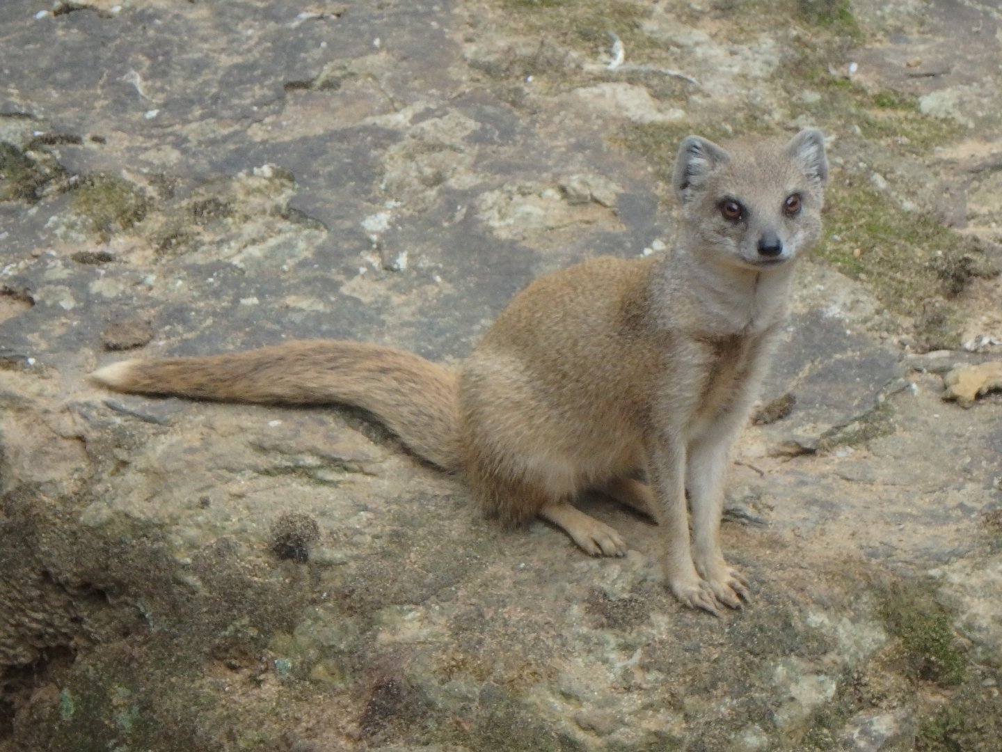 Yellow Mongoose