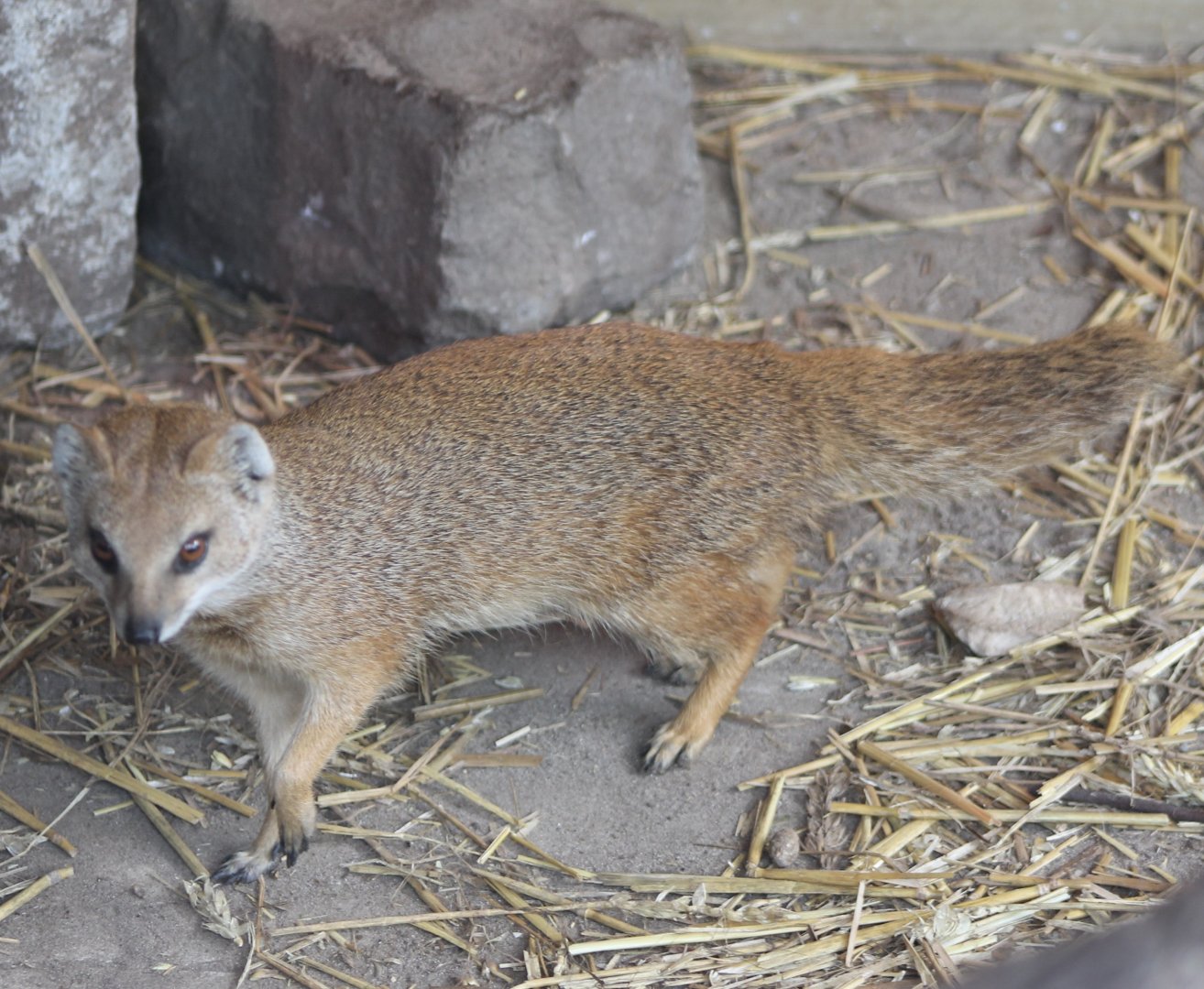 Yellow mongoose