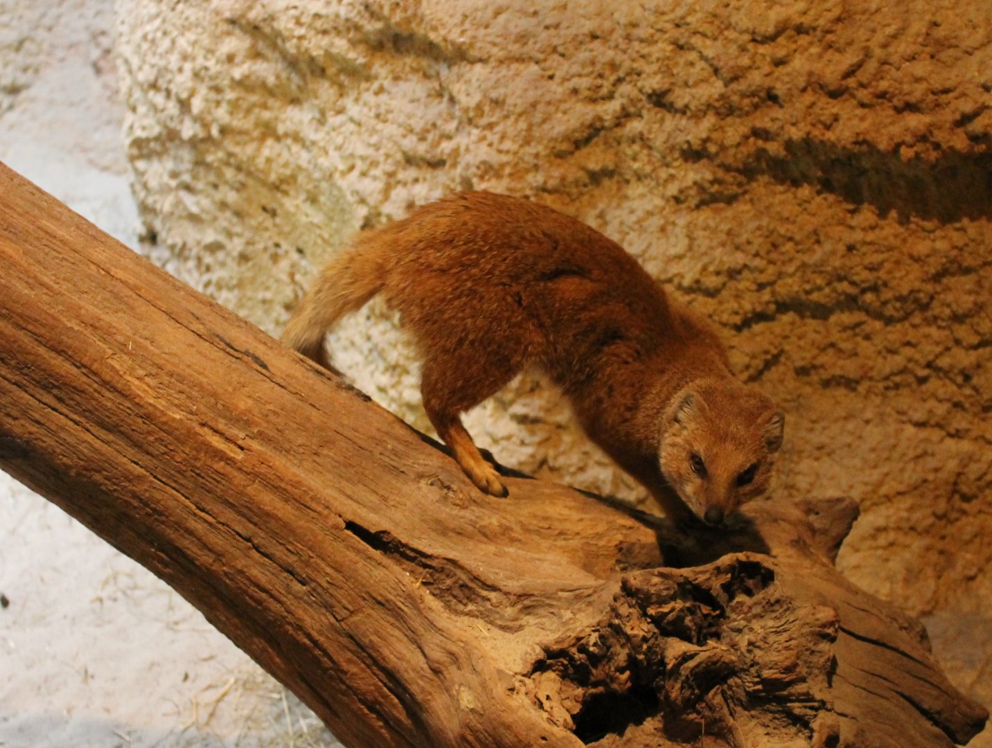 Yellow mongoose