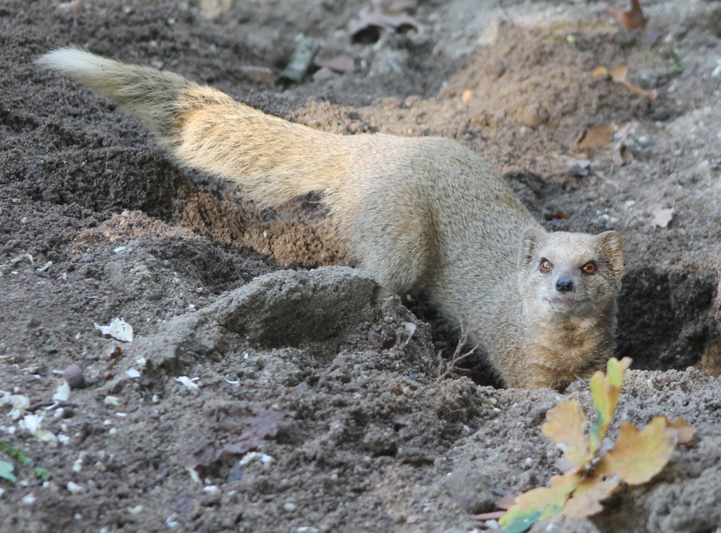 Yellow mongoose