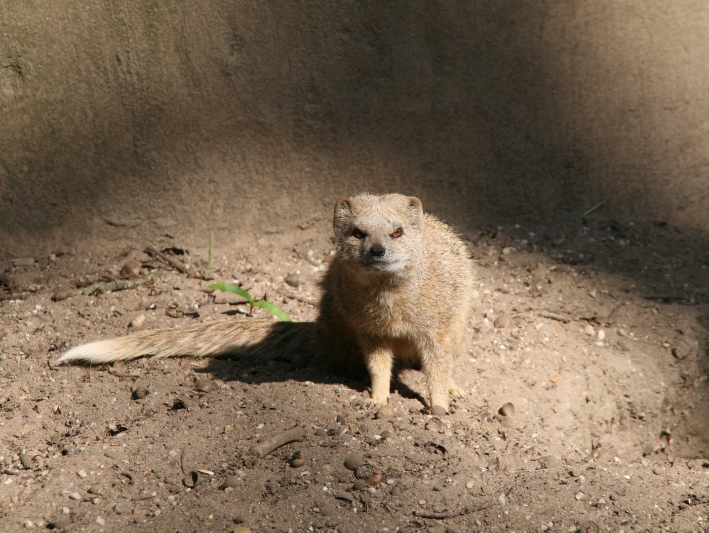 Yellow mongoose