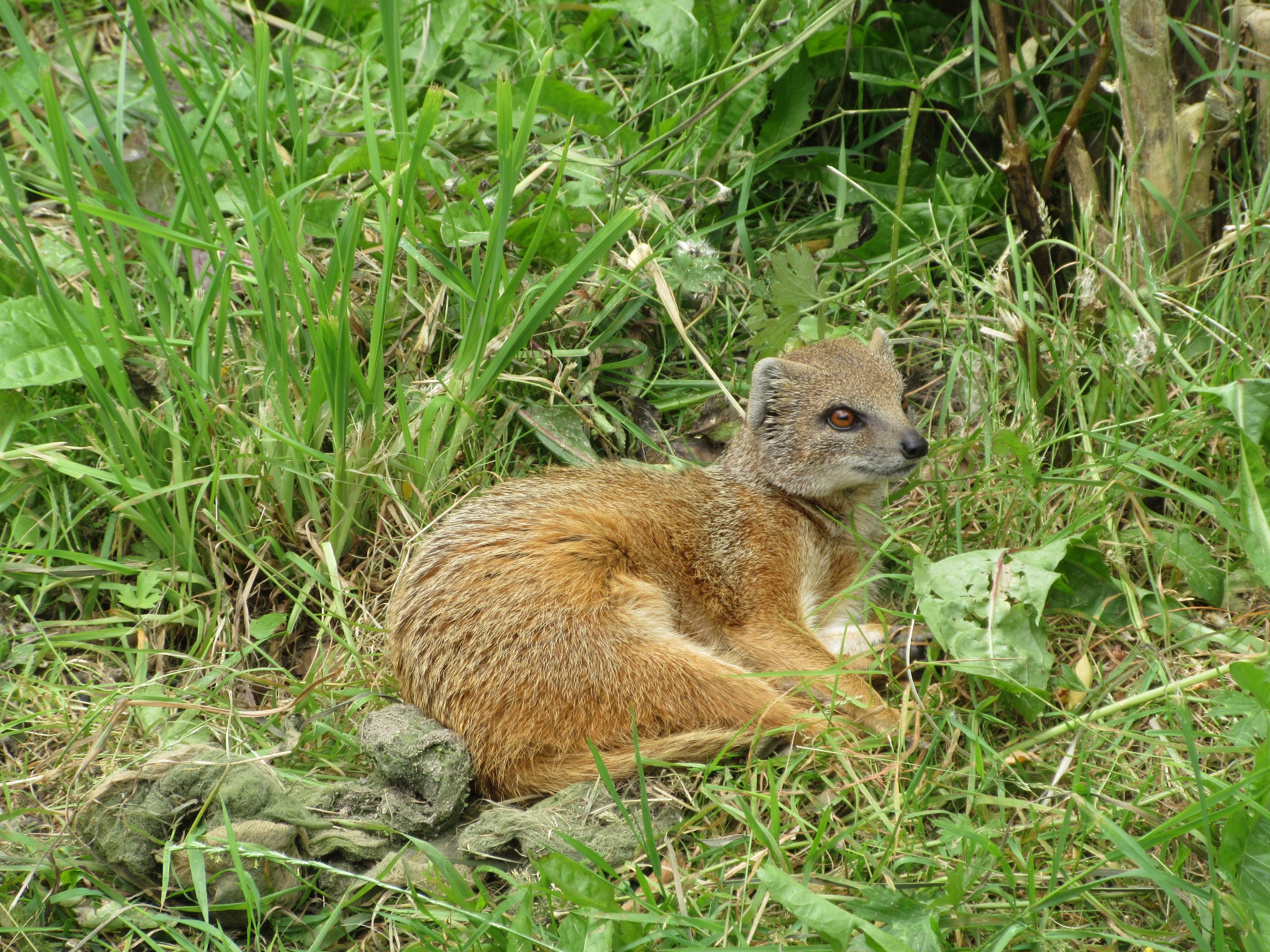 Yellow Mongoose