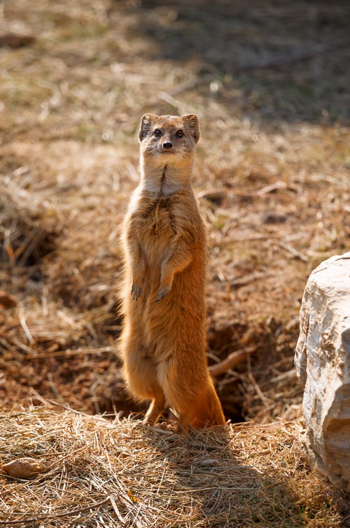 Yellow mongoose