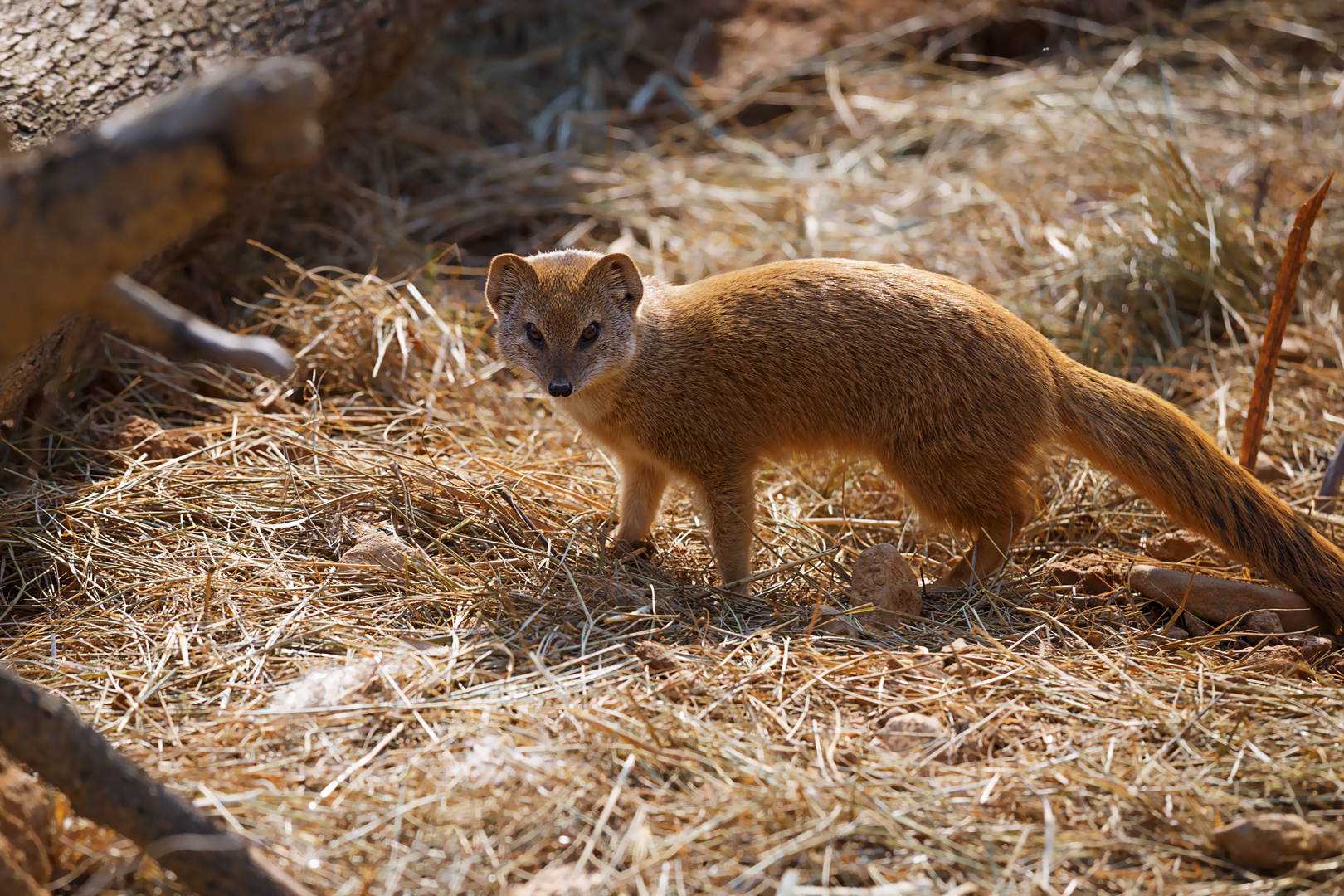 Yellow mongoose