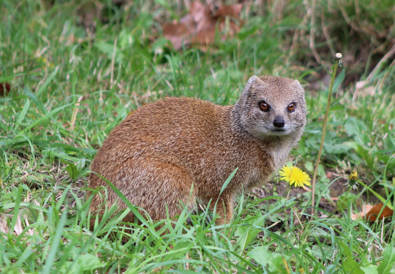 Yellow mongoose