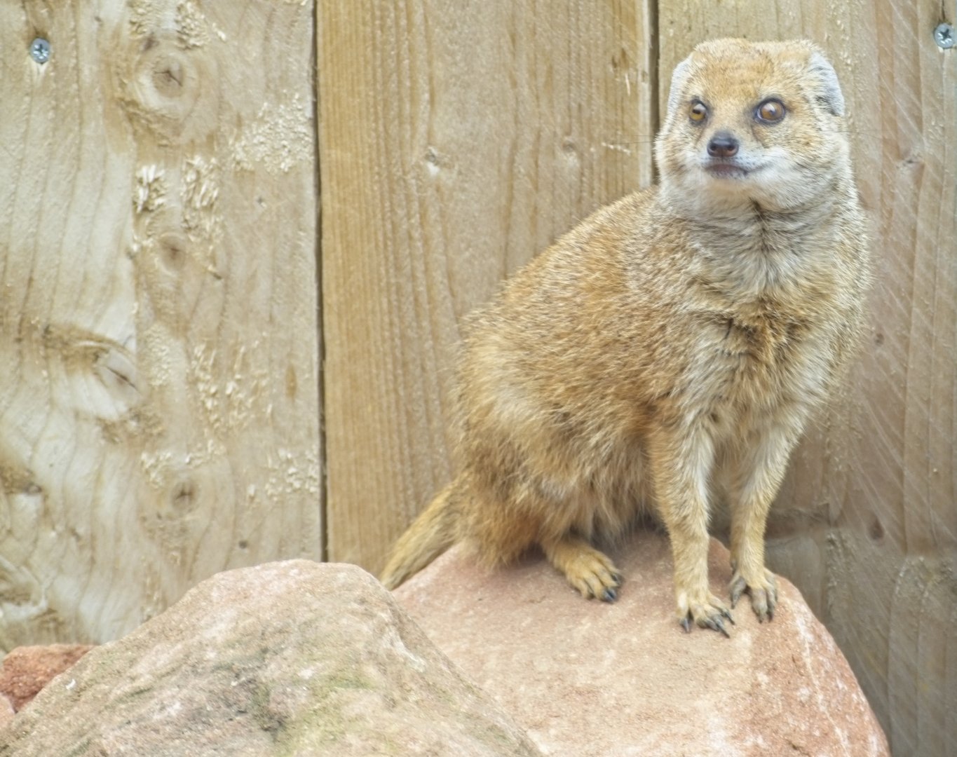 Yellow Mongoose