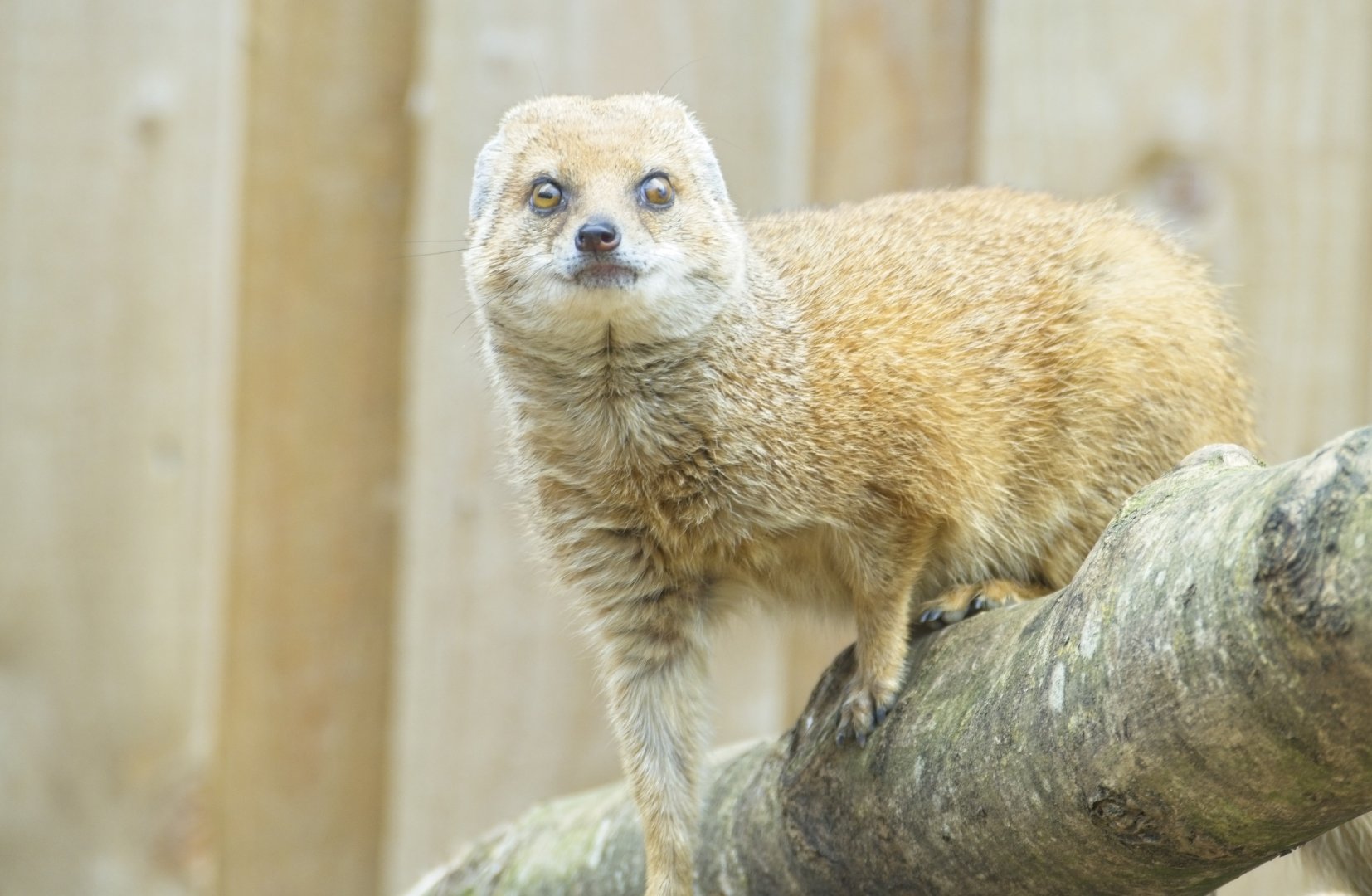 Yellow Mongoose