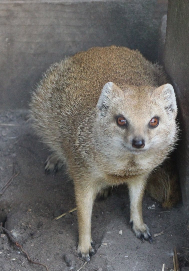 Yellow mongoose