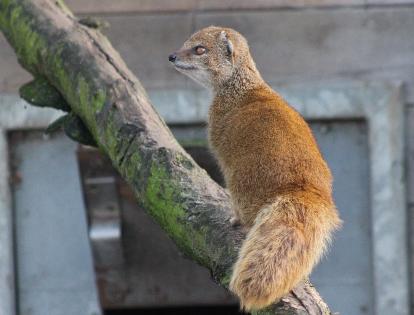 Yellow mongoose