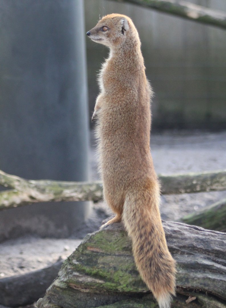 Yellow mongoose