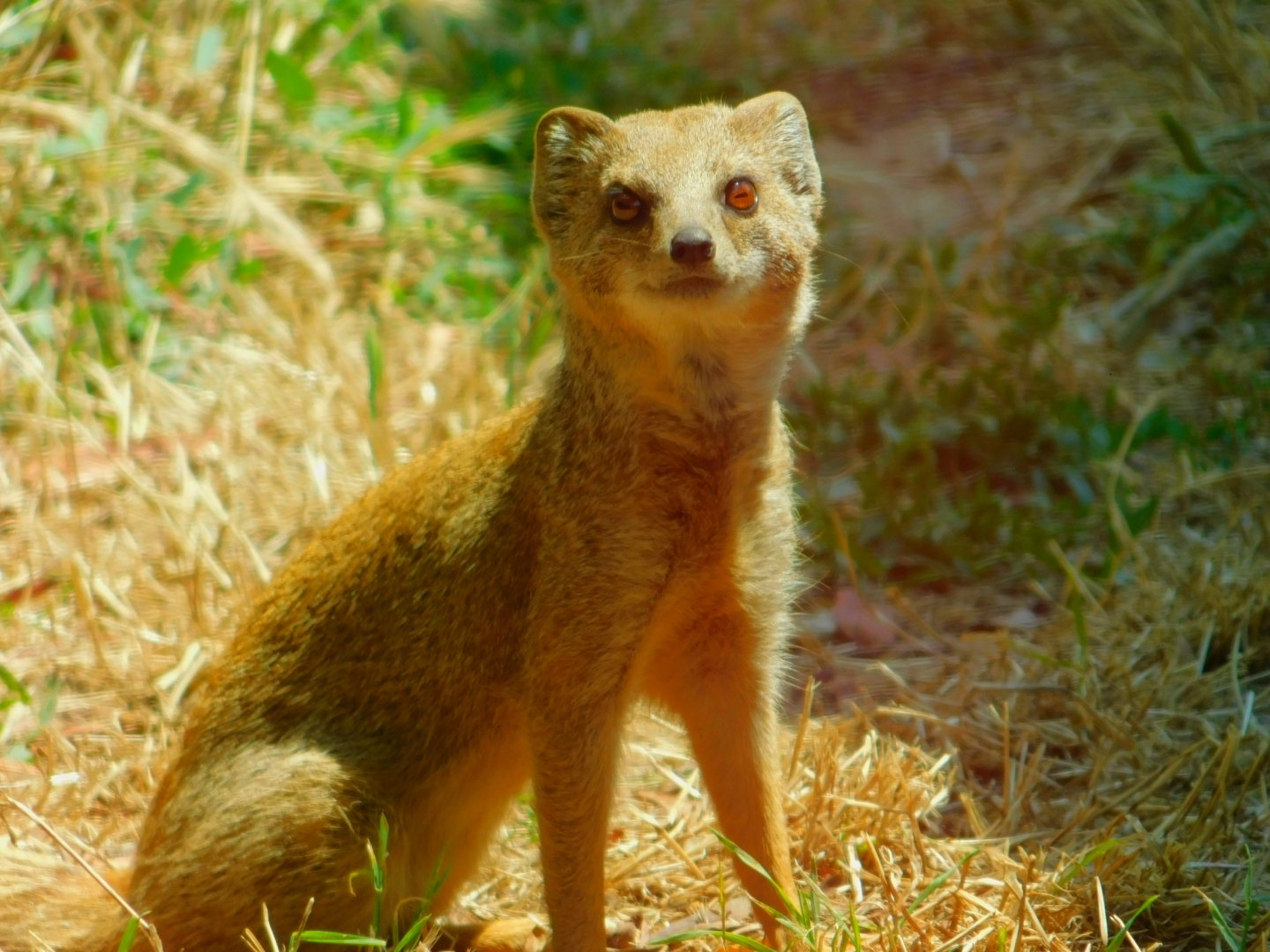 Yellow mongoose