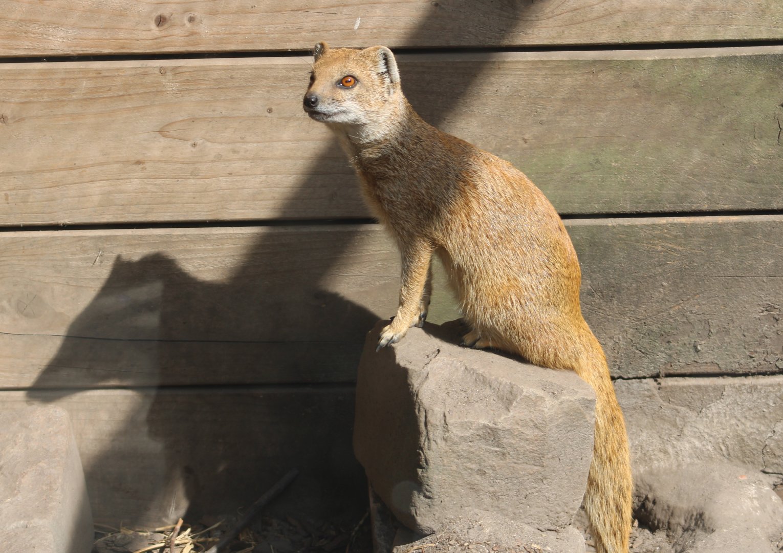 Yellow mongoose
