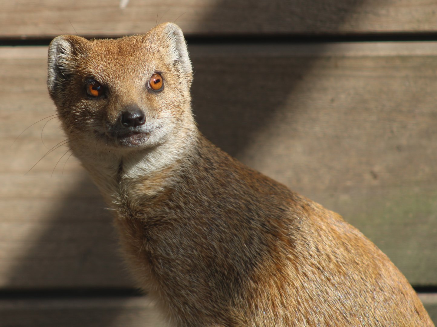 Yellow mongoose