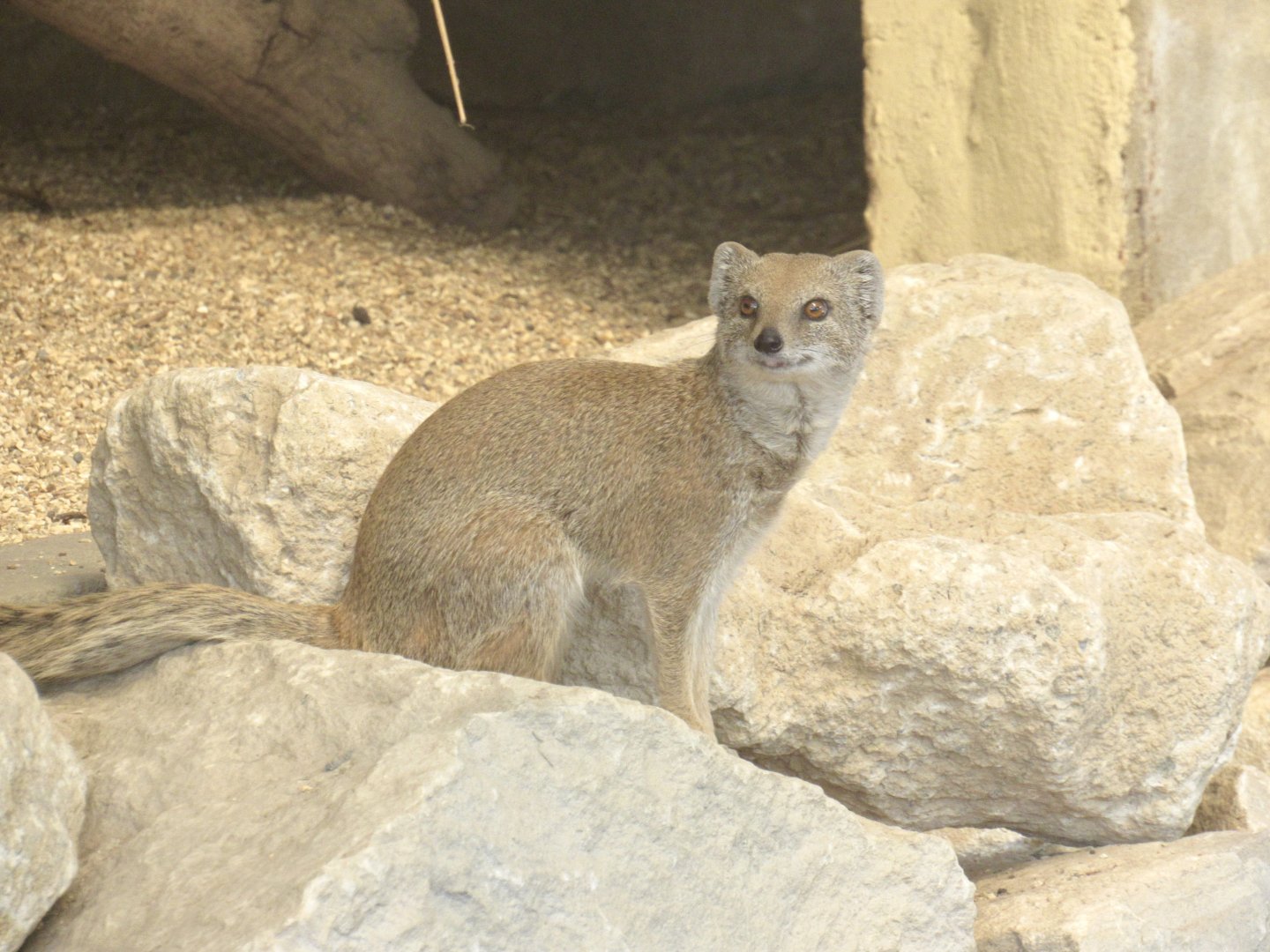 Yellow Mongoose